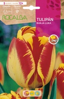 Bulbo Tulipanes Calibre 12+ Banja Luka
