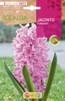 Bulbos Jacinto Variedad Fondant Rosa Claro
