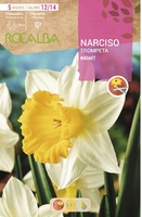 Bulbo Narcisos Trompeta 12/15 Magnet Blanco Amarilla