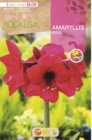 Bulbo Amaryllis 26/28 Rosa