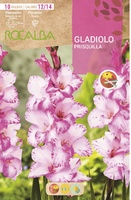 Bulbo Gladiolos 12/14 Prisquilla Blanco Crema