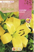 Bulbo Liliums 16/18 Gironde Amarillo