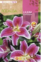 Bulbo Liliums 16/18 Stargazer Rosa Borde Blanco