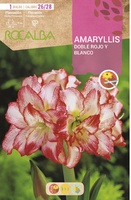 Amaryllis 26/28 Doble Rojo y Blanco