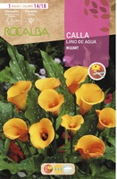 Bulbo Callas 14/18 Mozart Color Albaricoque