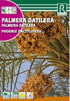Semilla Palmera Datilera
