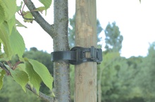 Abrazadera Entutorado Arbol 55 cm 