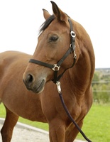 Cabezada Caballo Nylon Negro Talla Shetty 0