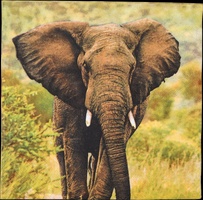 Servilletas de Papel Elefante 33x33cm