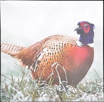 Servilletas de Faisan 33x33cm