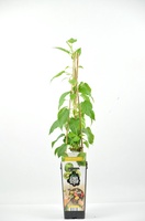 Planta Kiwi�o Rojo Kens Red