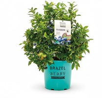 Planta Arandano Brazelberry Jelly Bean Maceta 3 Litros