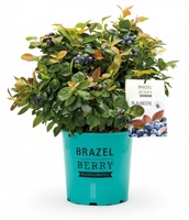 Planta Arandano Brazelberry Peach Sorbet Maceta 3 Litros