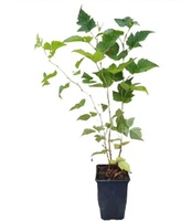 Planta Frambuesa Amarilla Maceta 1 Litro