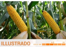 Semilla Maiz Hibrido Caja 2.5kg