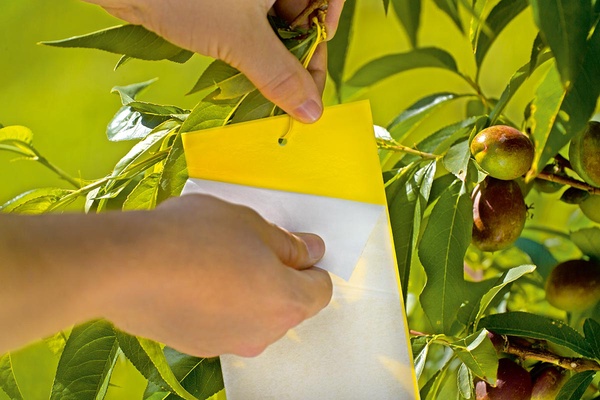 Trampa Adesiva Insectos Amarillo l