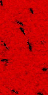 Kiki Pasta de Cria y Mantenimiento Roja 1 kg