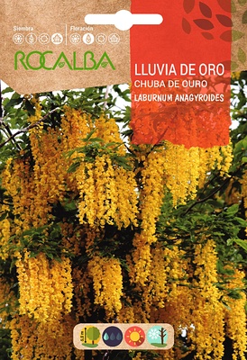 Semilla Lluvia de Oro -laburnum Anagyroides-