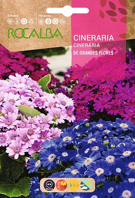 Semilla Cineraria Hibrida de Grandes Flores