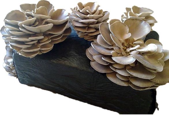 Kit cultivo Fardo Setas Pleurotus Ostreatus