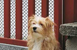 Tela Plastico Hexagon Verde 1mt 5mt