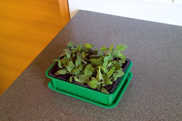 Bandeja Mini Invernadero con 12 Huecos