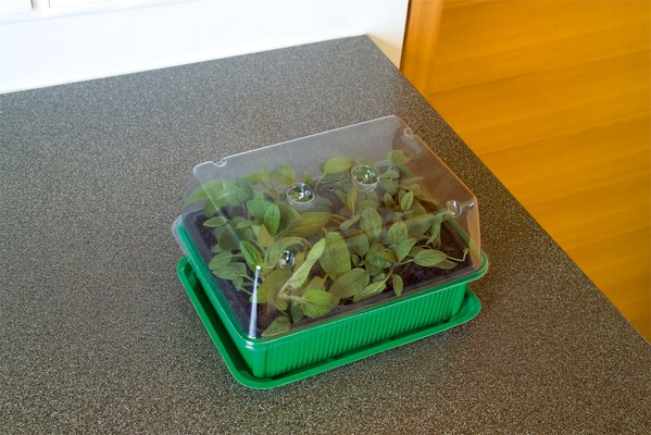 Bandeja Mini Invernadero con 12 Huecos