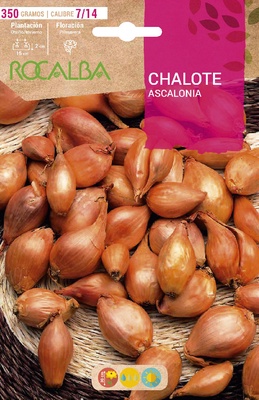 Semilla Bulbo Chalote de Mesa Calibre 7/14