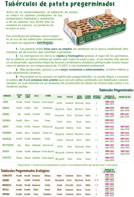Bandeja Patata Red Pontiac -Piel Roja- 100 Unidades