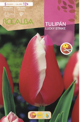 Bulbos Tulipanes Variedad Lucky Strike Bulbos Tulipanes Variedad Lucky Strike