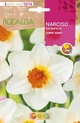 Bulbo Narcisos Trompeta 12/15 Sempre Avant