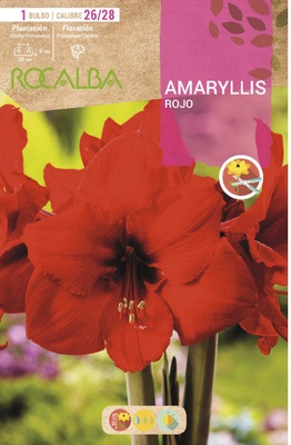 Bulbo Amaryllis 26/28 Rojo