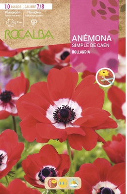 Bulbo Anemonas Simples de Caen 7/8 Hollandia -rojo Bulbo Anemonas Simples de Caen 7/8 Hollandia -rojo