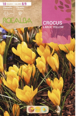 Bulbo azafran Crocus 8/9 Large Yellow Amarillo