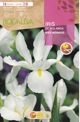 Bulbo Iris de Holanda 7/8 White Wedgwood -blanco