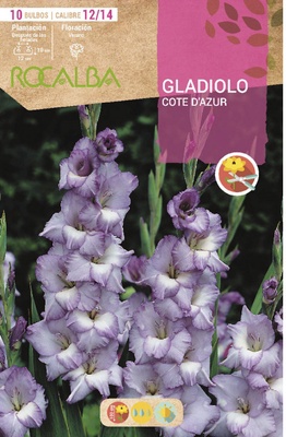 Bulbo Gladiolos 12/14 Cote Dazur Azul Celeste