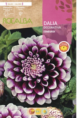 Bulbo Dalia Edinburgh Violeta Puntas Blancas