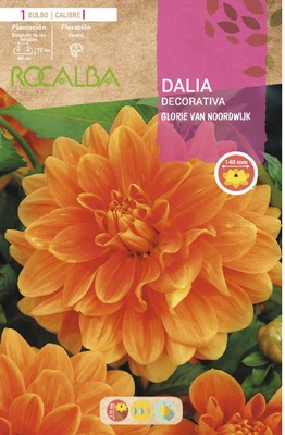 Bulbo Dalias Glorie Van Noordwijk Naranja Bulbo Dalias Glorie Van Noordwijk Naranja
