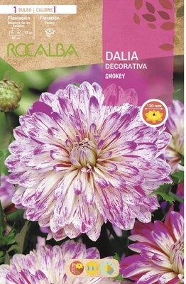 Bulbo Dalias Smokey Blanco con Lila Bulbo Dalias Smokey Blanco con Lila