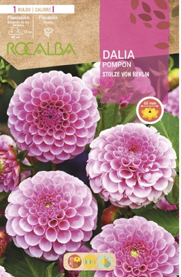 Bulbo Dalia Pompon Stolze Von Berlin Rosa