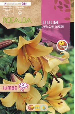 Bulbo Liliums Jumbo African Queen Naranja