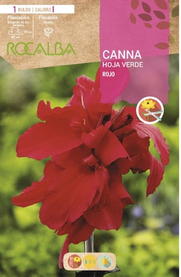 Bulbo Cannas Rojo