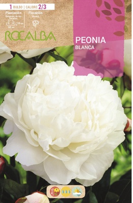 Bulbos Peonias Blanco