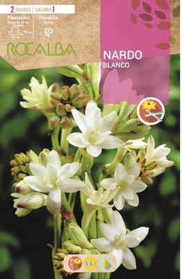 Bulbo Nardos Vara de San Jose Blanco