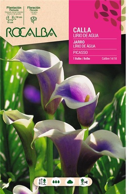 Bulbo Callas 14/18 Picasso Lila Borde Blanco Bulbo Callas 14/18 Picasso Lila Borde Blanco
