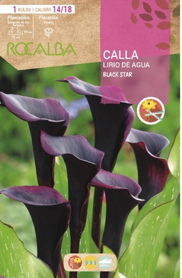 Bulbo Callas 14/18 Black Star Negro