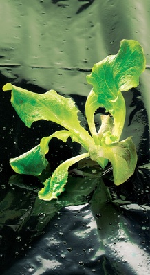 Film de Acolchamiento Especial Huerto Terrafilm 1,40x10mt