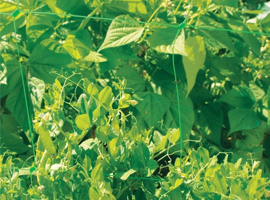 Malla Entutorar Cultivos Trellinet 1 x 5 Metros