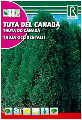 Semilla Tuya del Canada Semilla Tuya del Canada