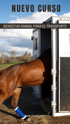 Curso de Bienestar Animal para el Transporte Enero 2026